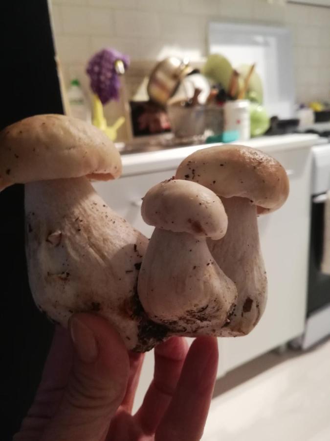 Chatki Nad Wodnym Zakatkiem. Villa Wapnica  Eksteriør billede